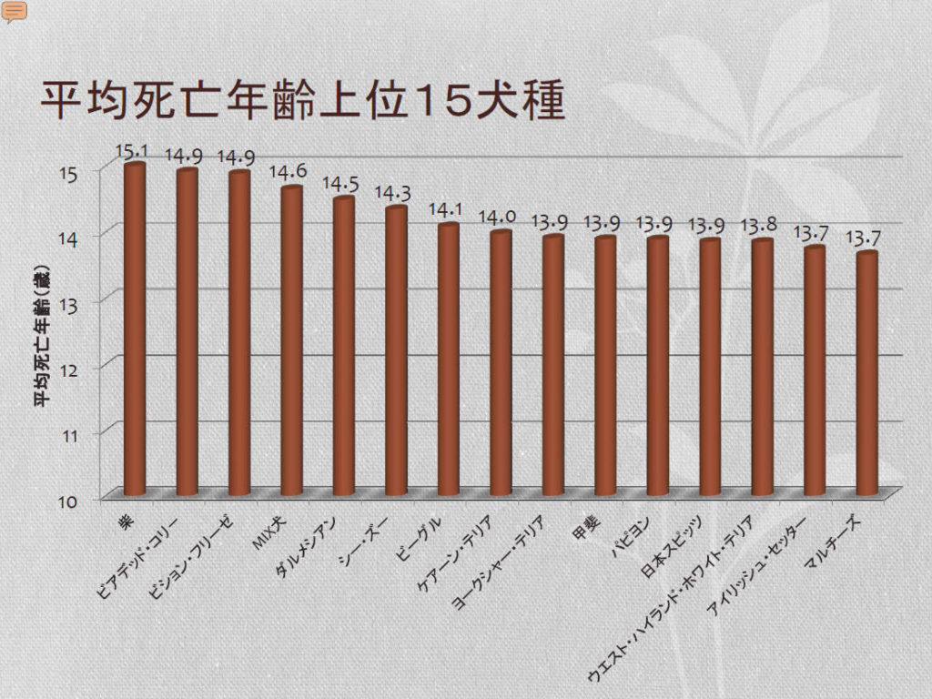 雑種犬の寿命は純血と比べてどうなの 特徴を知って迎えよう Tasso