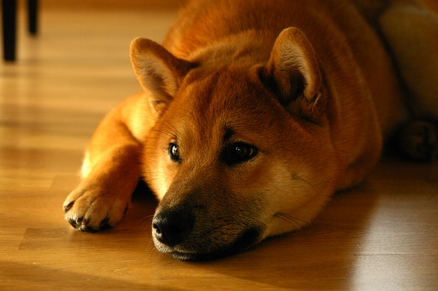 中型犬を室内で飼うには 部屋作りや 飼い方のポイントをご紹介 Tasso