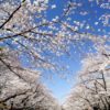 上野公園の桜2023｜屋台は出店する？営業時間・場所・メニューの詳細！ライトアップされた夜桜と一緒に楽しもう