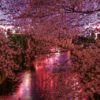 目黒川の桜まつり2022！お洒落な屋台やライトアップを楽しもう！