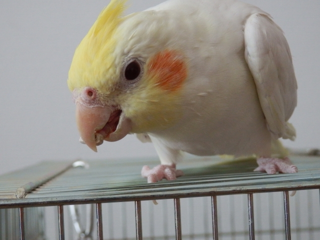 オカメインコの飼い方 雛から育てる場合に知っておきたい2つのポイント Tasso