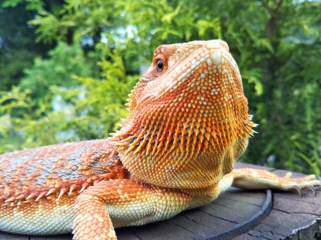 フトアゴヒゲトカゲが餌を食べない時の対処法 適切な餌の頻度を知って元気に育てる Tasso