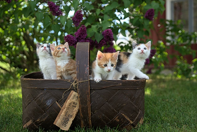 猫の多頭飼いで 餌の横取りはどうやって防止すればいいの Tasso