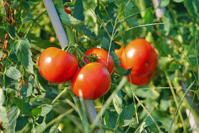 トマトの葉っぱが白いのはうどんこ病 初心者でもできる対策を紹介 Tasso