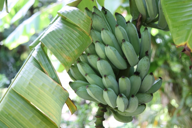 バナナの種は品種改良で消えた 種なしバナナがどうやって増えるのか教える Tasso