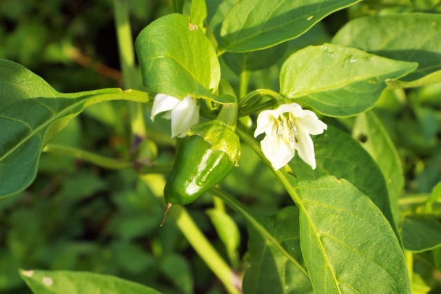 初心者向け ピーマンの花が咲かない原因は植える時期や土づくりにあり Tasso