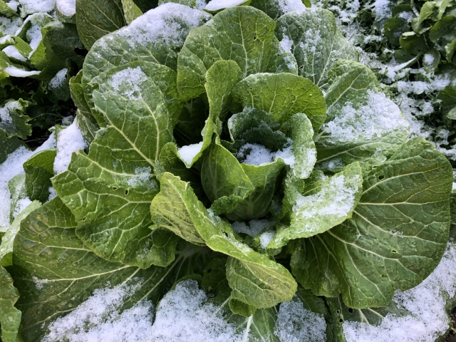 写真あり 先日購入した白菜に茶色のジェルの様な物が混入していまし Yahoo 知恵袋