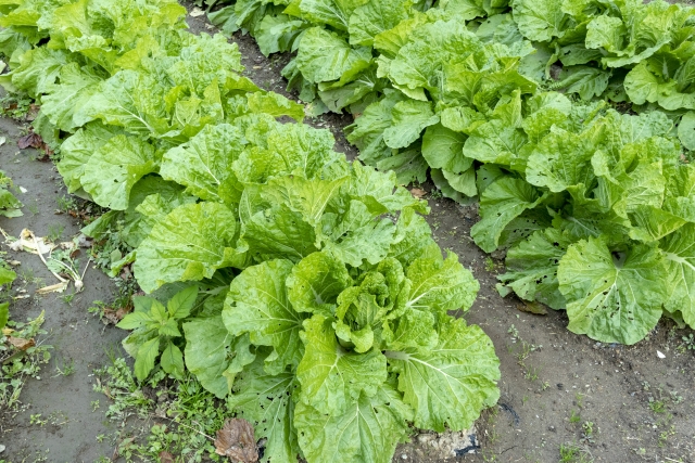 白菜を虫食い被害から守る３つの方法と理由を教える 初心者向け Tasso