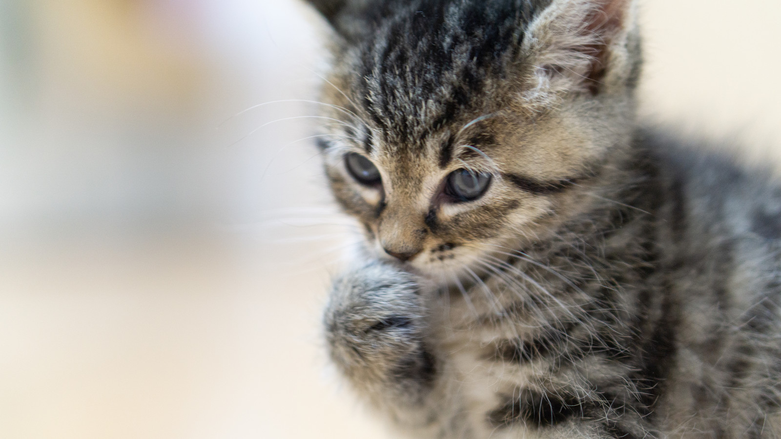 猫が寝てる時口をくちゃくちゃさせるのは病気 獣医に診せるべきなの Tasso