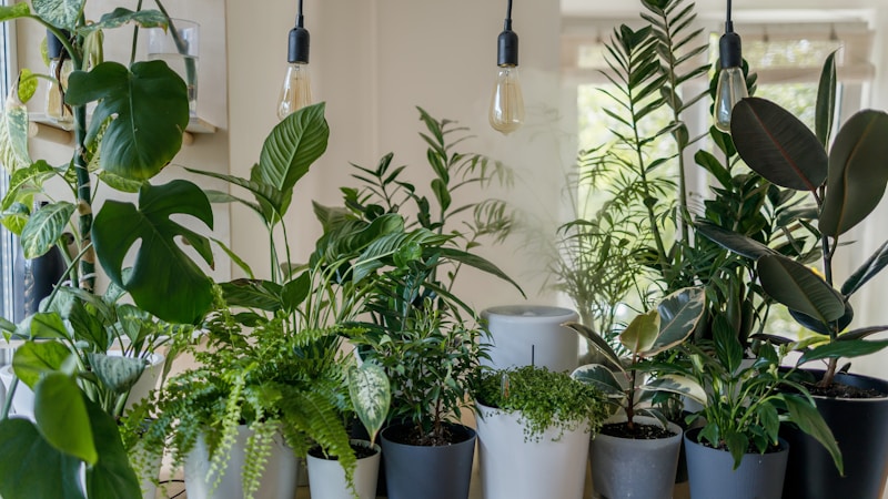 初心者でも失敗しにくい観葉植物の選び方|育てやすいおすすめ品種と長く楽しむコツ
